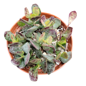 Adromischus trigynus 'Calico Hearts'