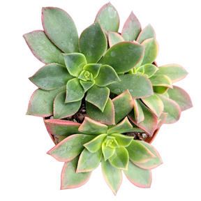 variegated kiwi succulent Aeonium 'Kiwi' 4 Inch #A