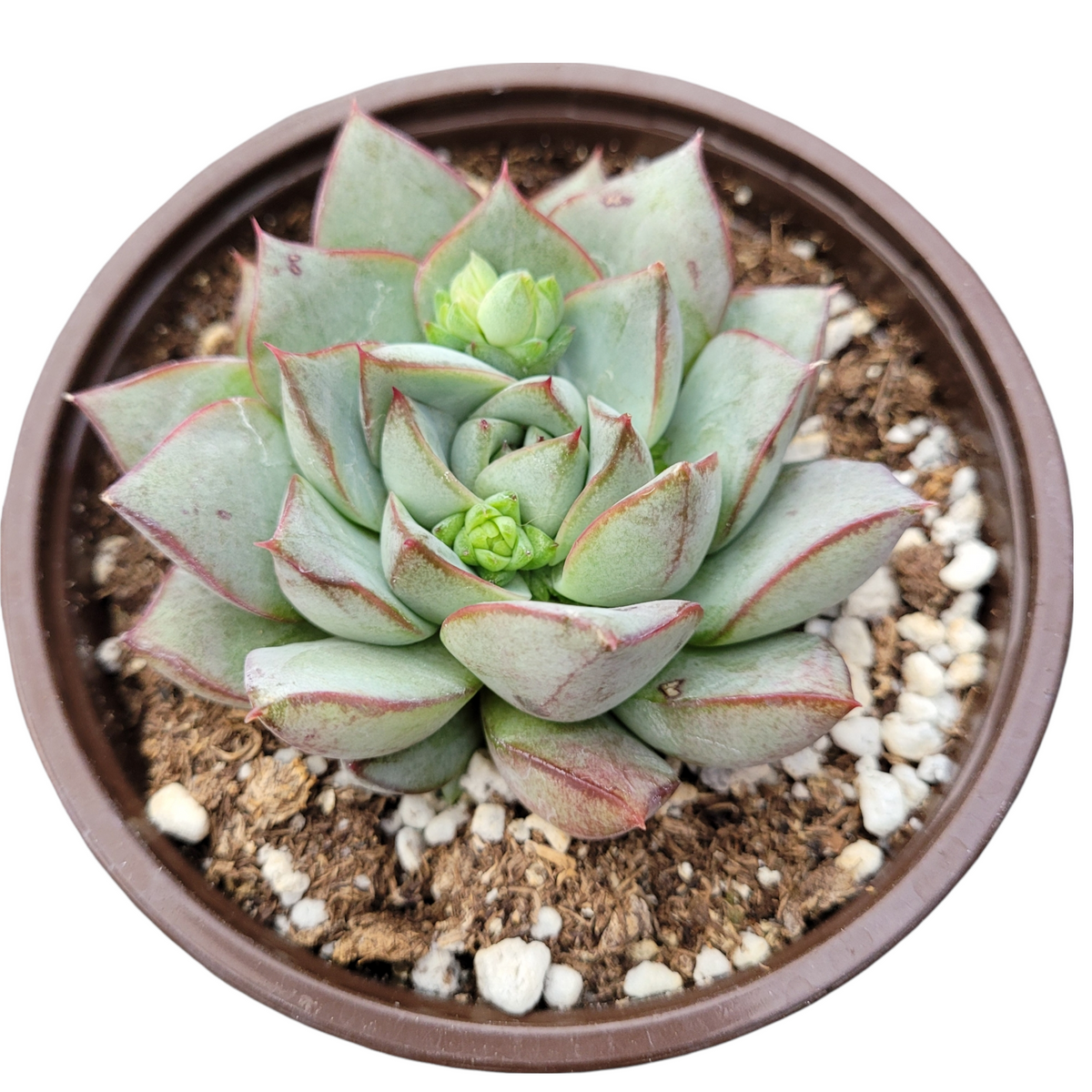 Echeveria 'Fabiola' - Succulents Depot