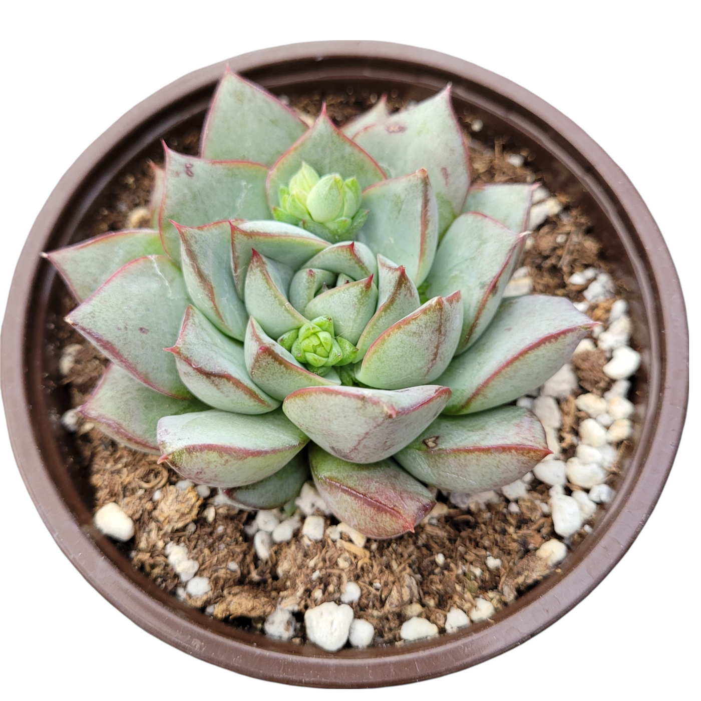 Echeveria 'Fabiola' in nursery pot with blue-green leaves.