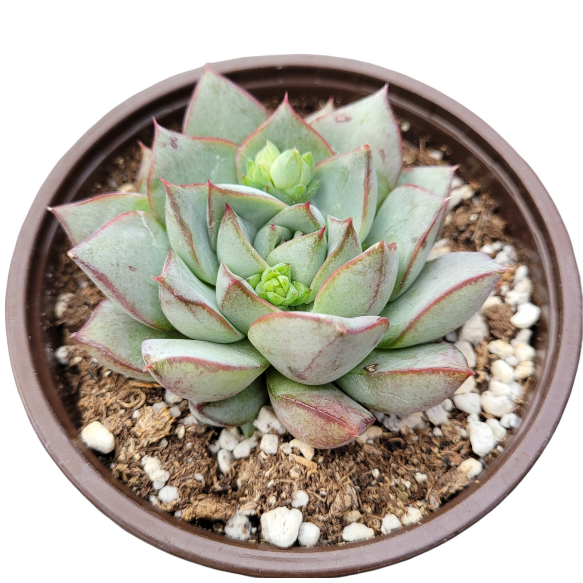 Echeveria 'Fabiola' - Succulents Depot