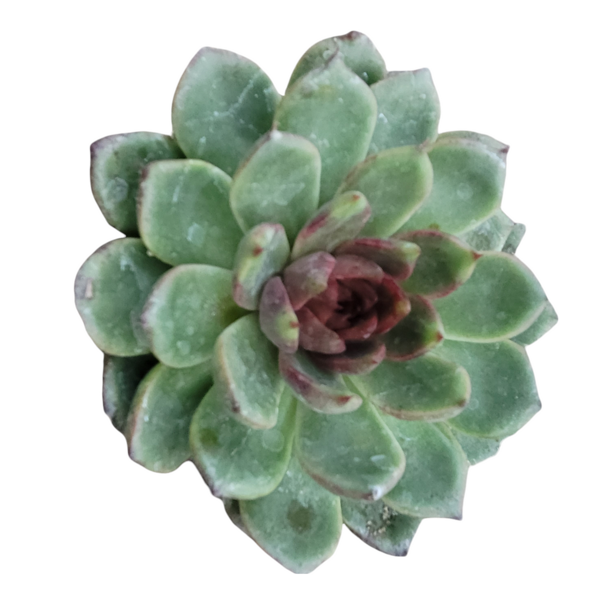 Echeveria Black Rose