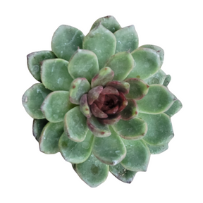 Echeveria Black Rose
