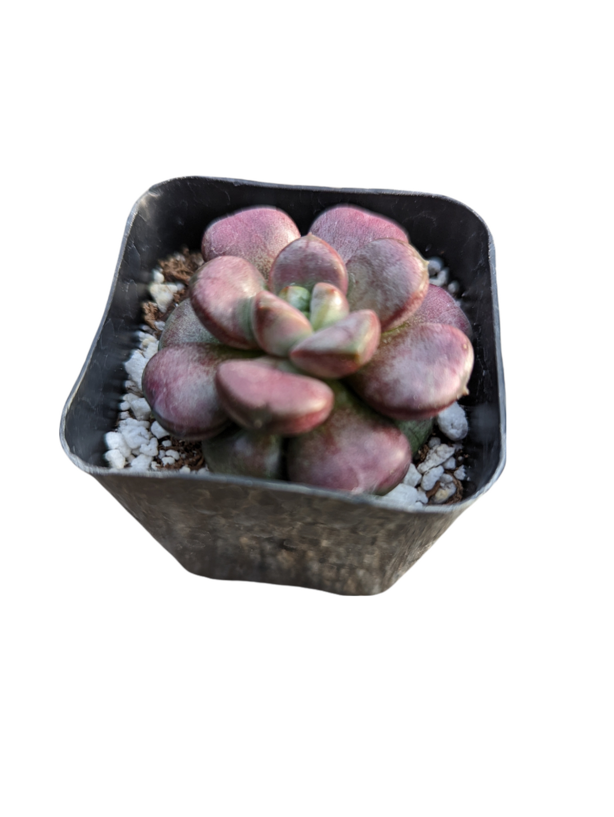 Graptoveria 'Amethorum' - Succulents Depot