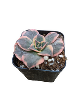 Aeonium 'Sunburst' succulent in nursery pot with pink-edged green leaves.