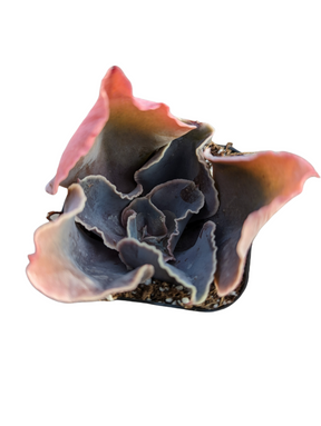 Echeveria 'Violacina' - Succulents Depot