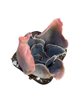 Echeveria 'Violacina' - Succulents Depot