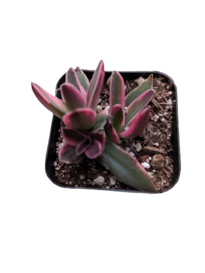 Crassula capitella 'Campfire' Variegata - Succulents Depot