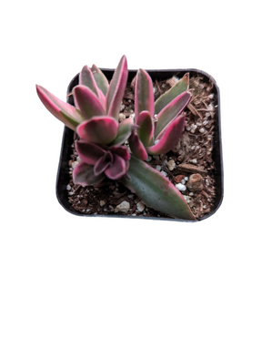 Crassula capitella 'Campfire' Variegata - Succulents Depot