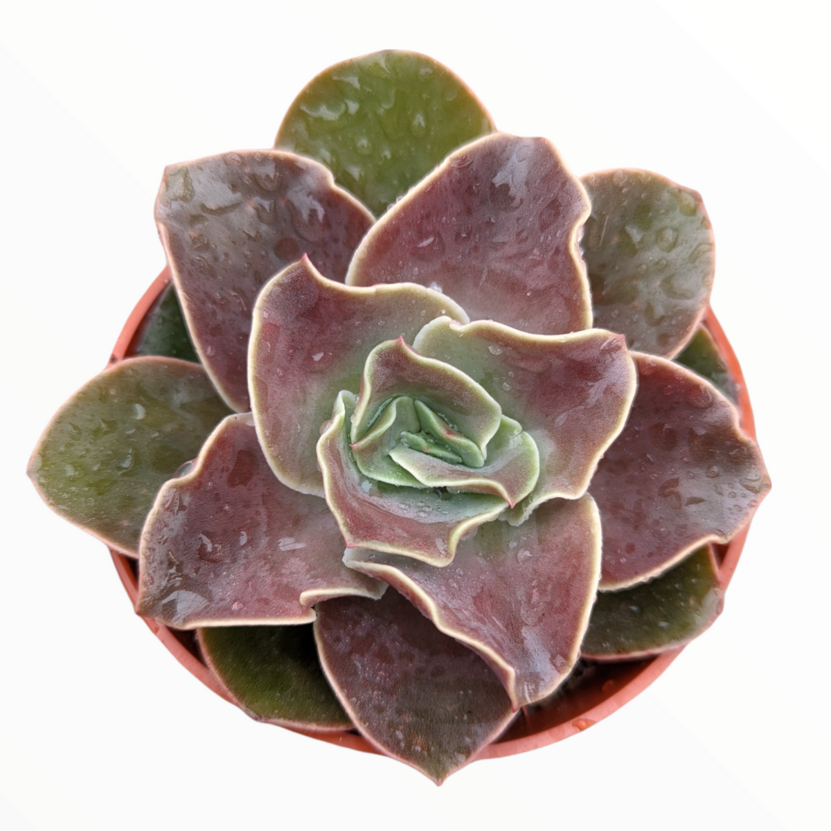 Echeveria 'Fireglow'