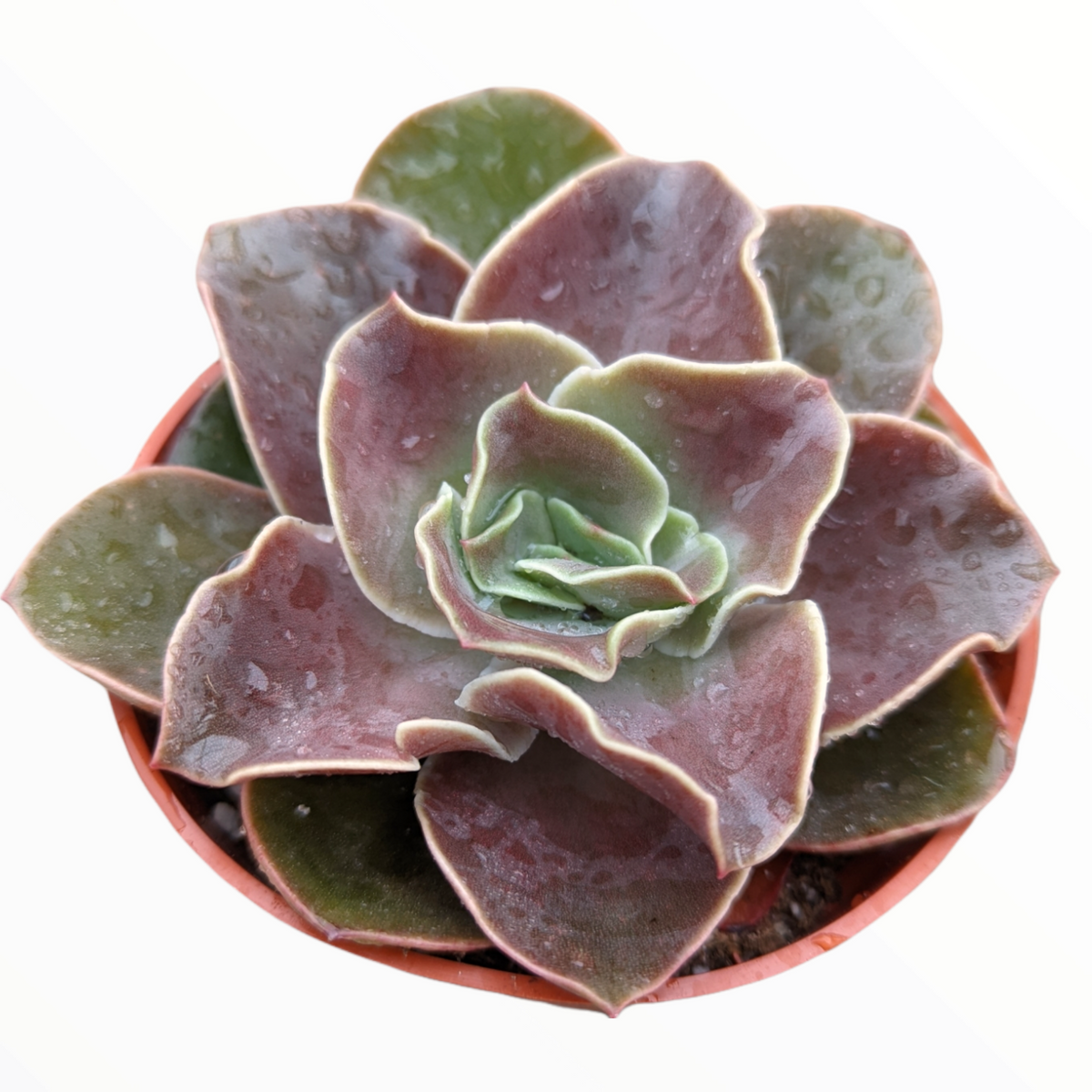 Echeveria 'Fireglow'