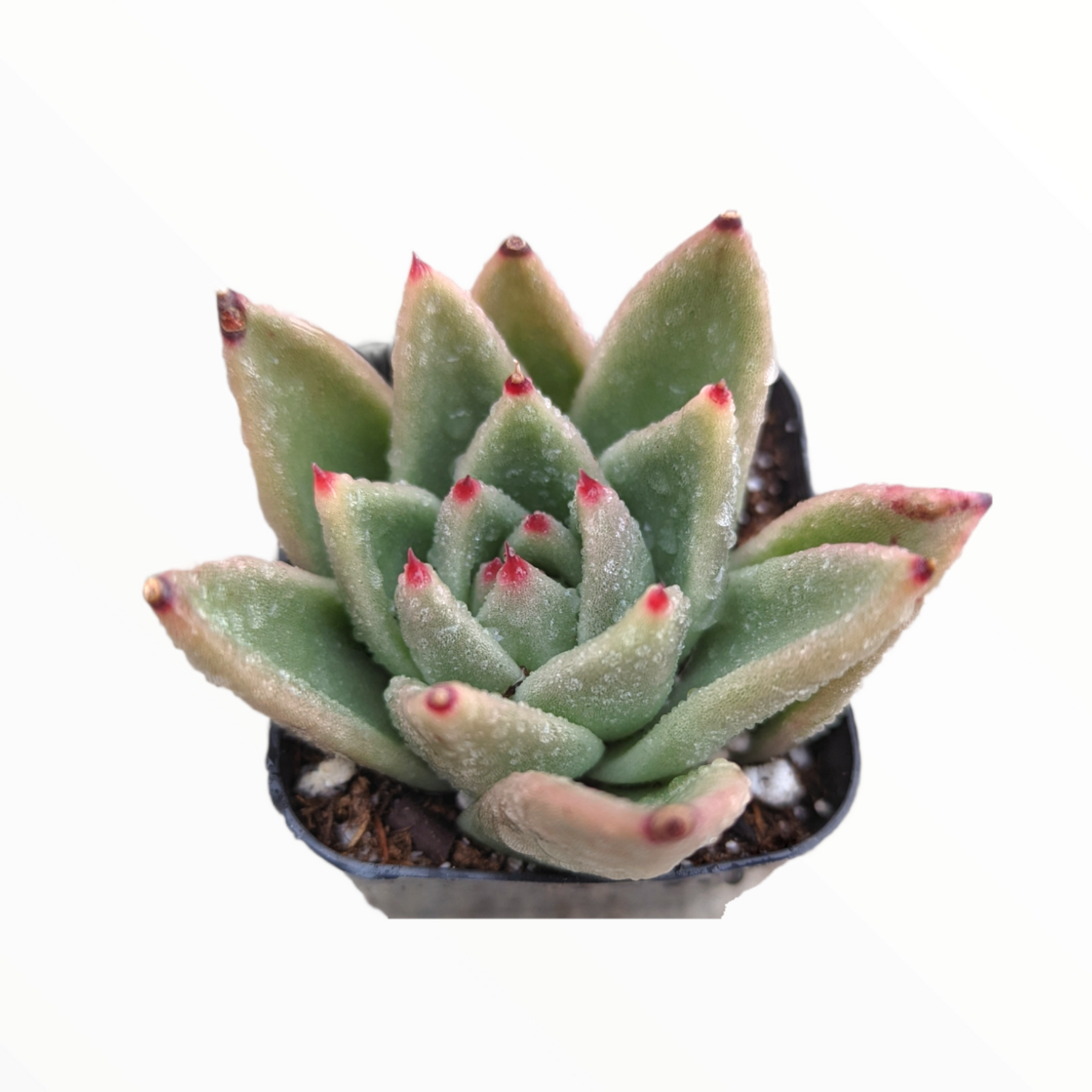 agavoides succulent Echeveria agavoides 'Morgain'