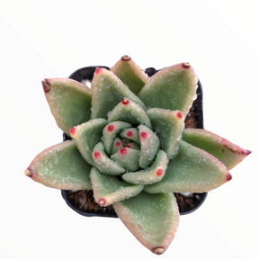 Echeveria agavoides 'Morgain'