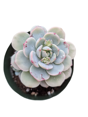 Echeveria 'Vanilla Bees'