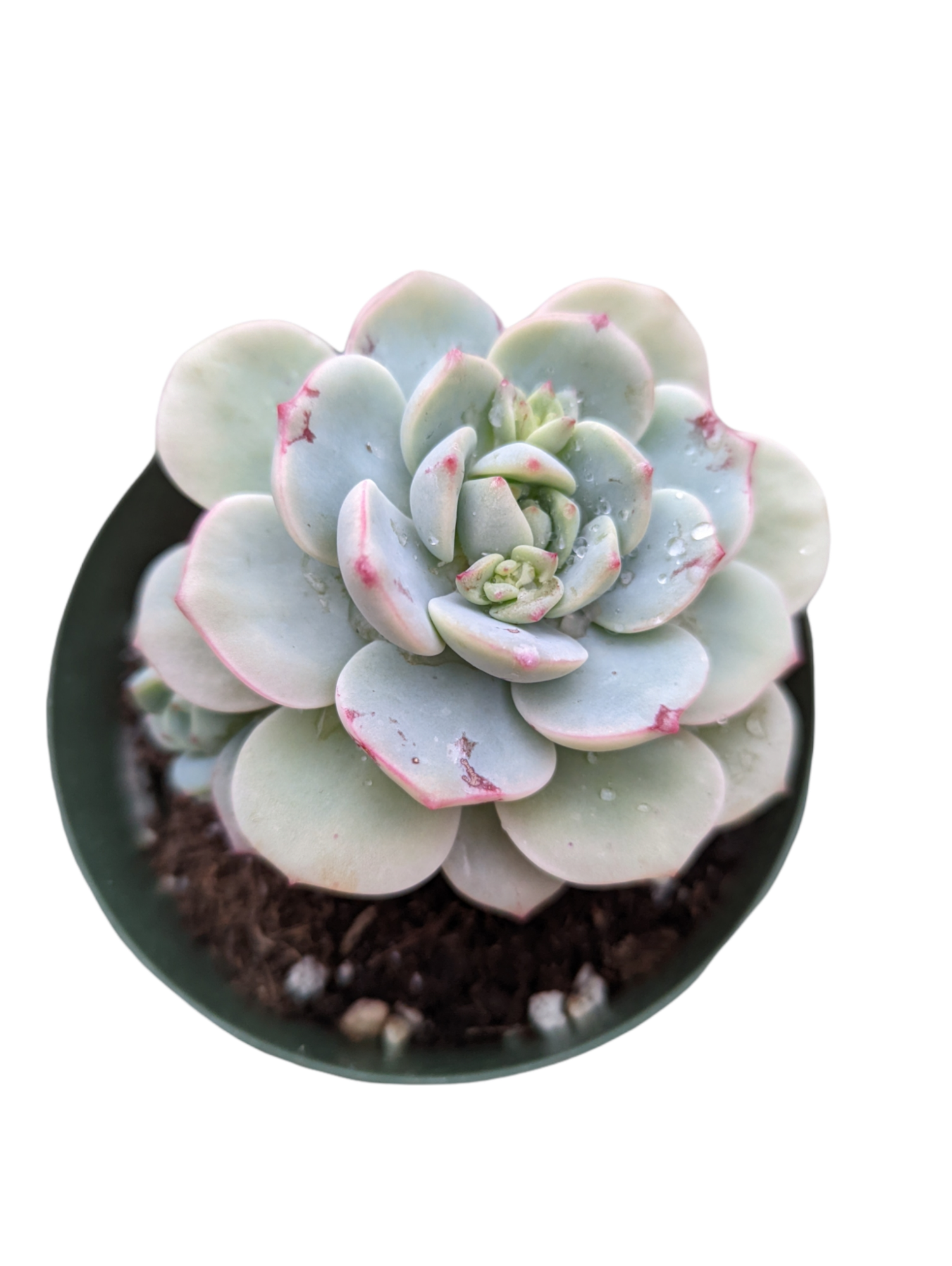 viney succulent plants Echeveria 'Vanilla Bees' -