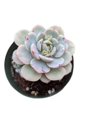 Echeveria 'Vanilla Bees'