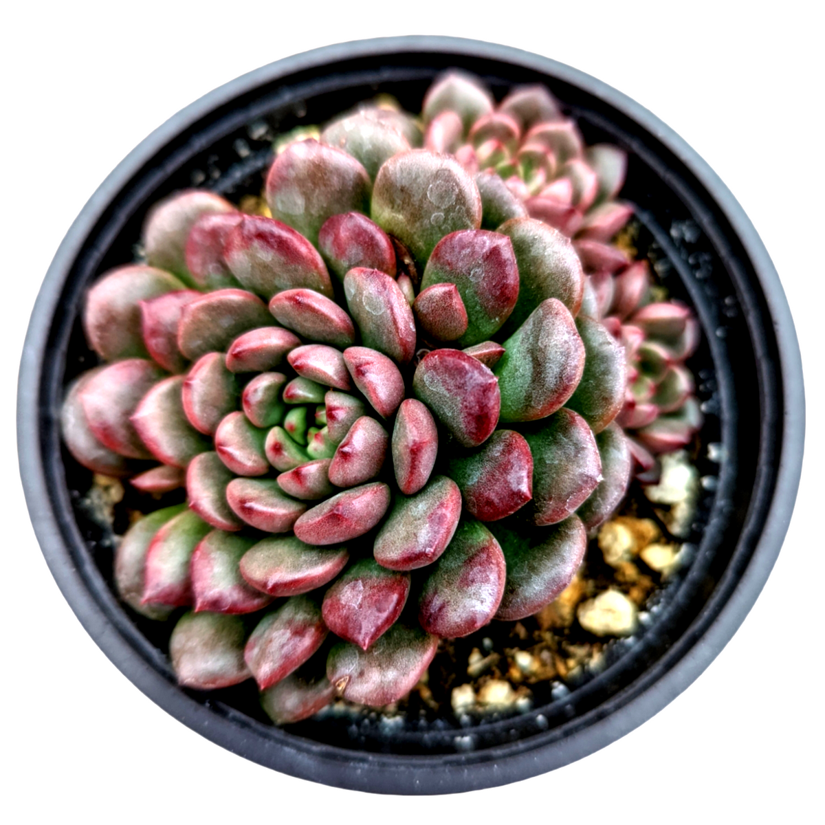 Sedeveria 'Pink Ruby'