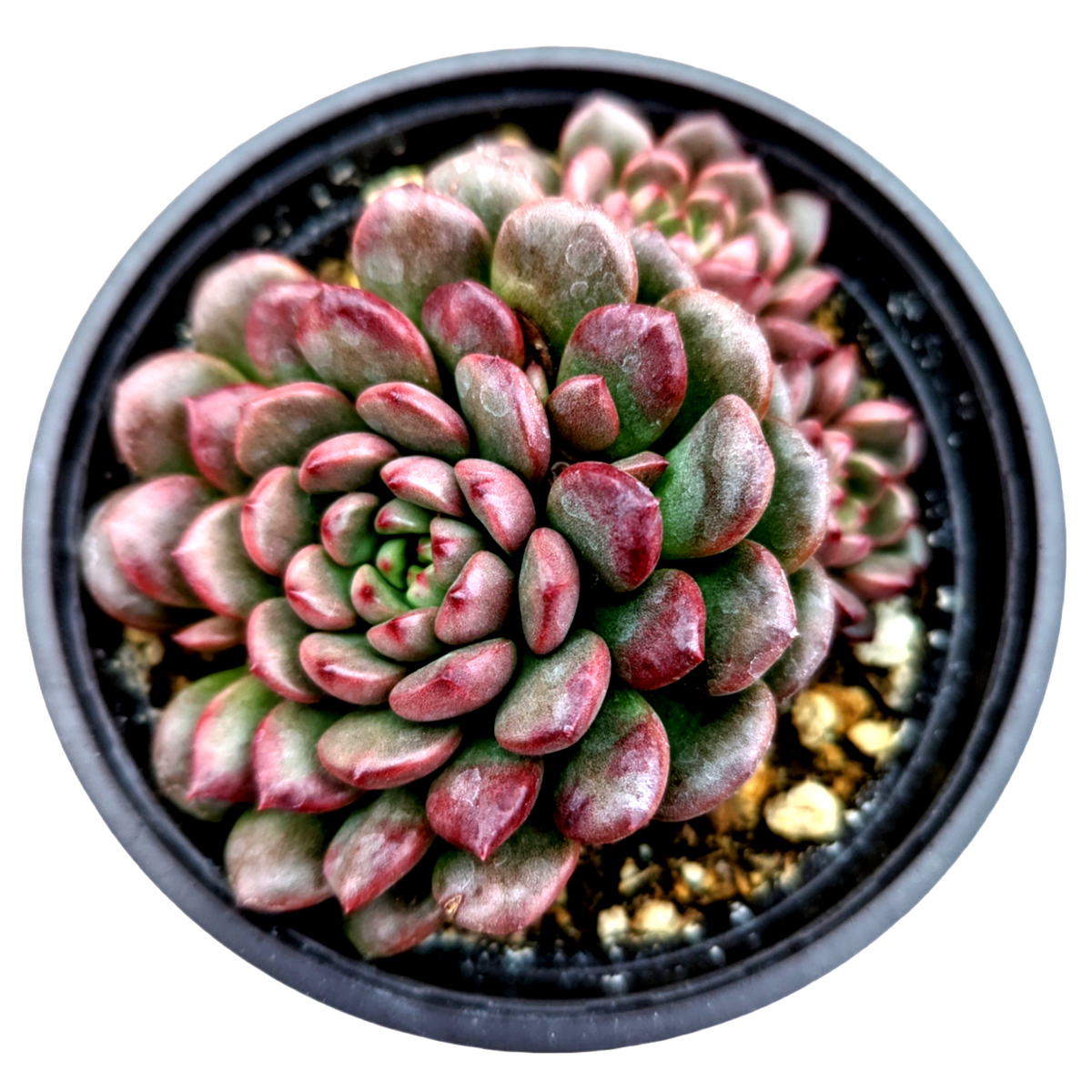 pink succulents near me Sedeveria 'Pink Ruby'