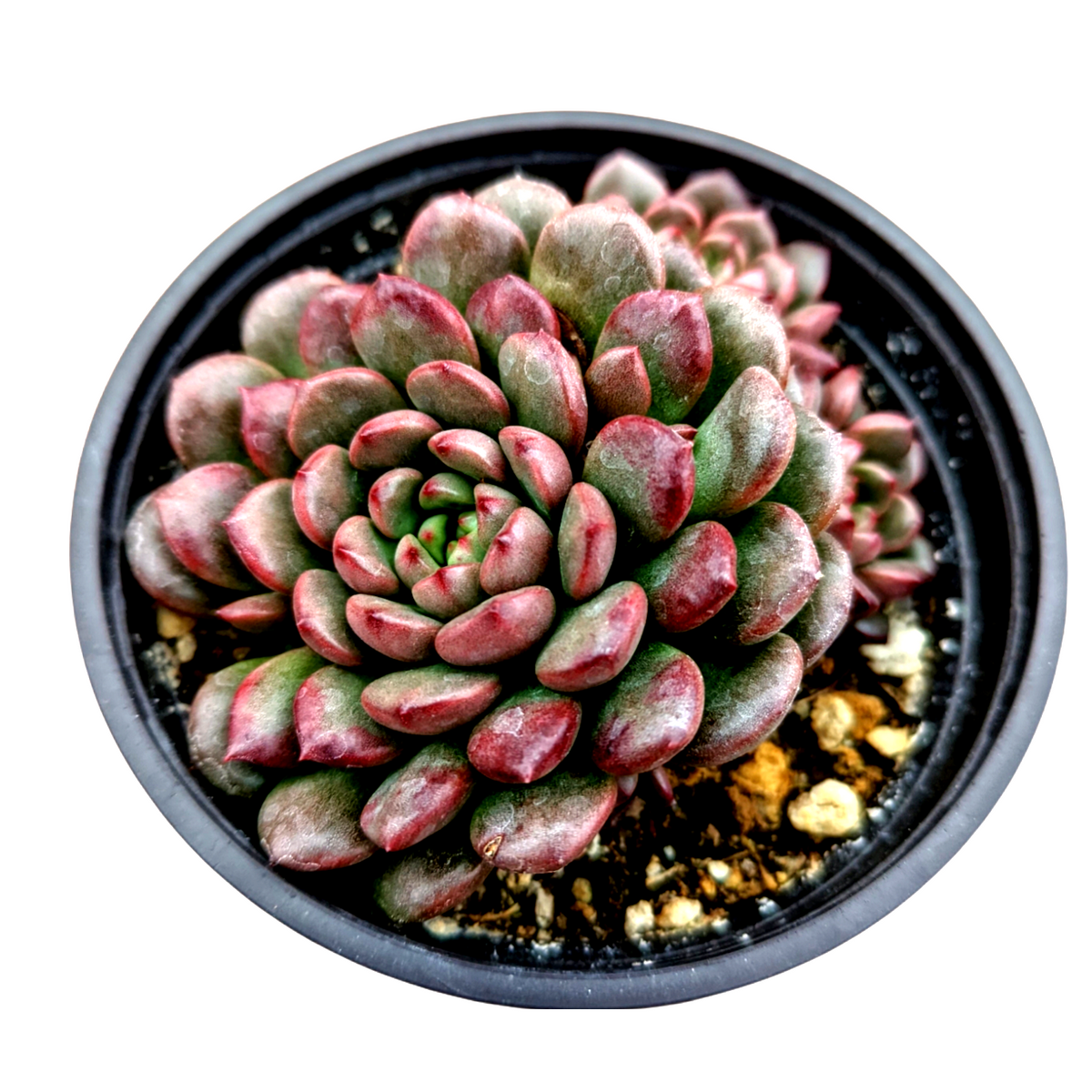 Sedeveria 'Pink Ruby'