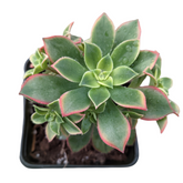 Aeonium 'Kiwi' - Succulents Depot