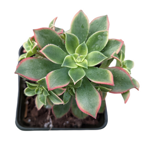 aeonium 'kiwi' succulent Aeonium 'Kiwi' 4 Inch #A