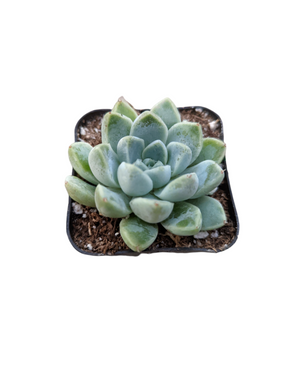 Echeveria elegans V. Albicans