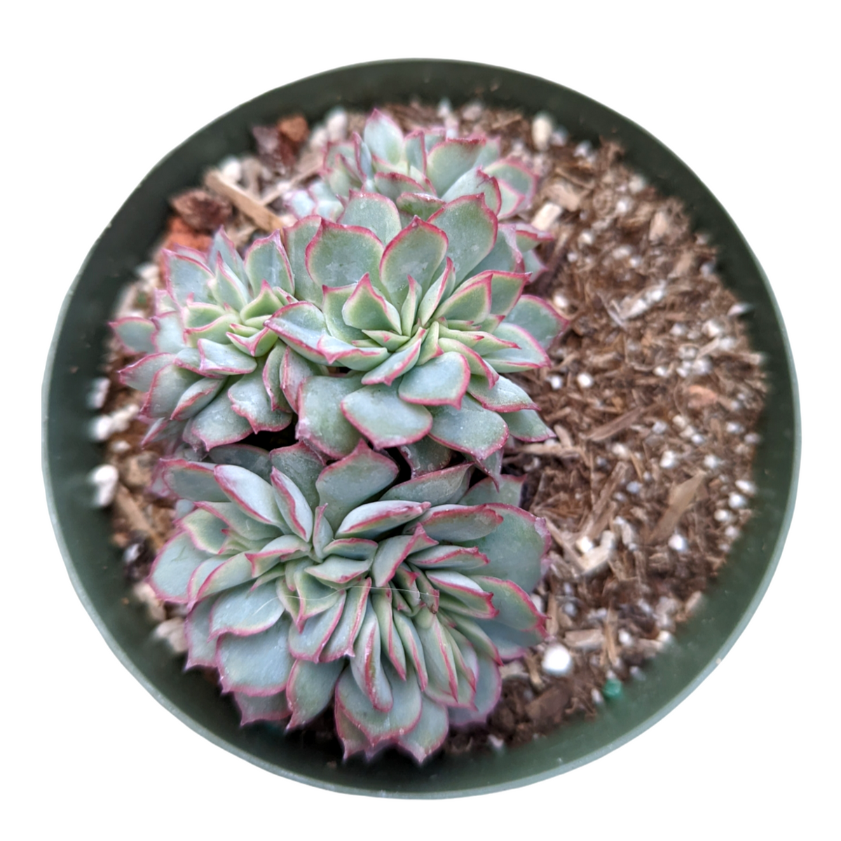 Echeveria pulidonis Crest