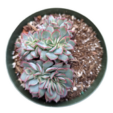Echeveria pulidonis Crest in nursery pot with rosettes.