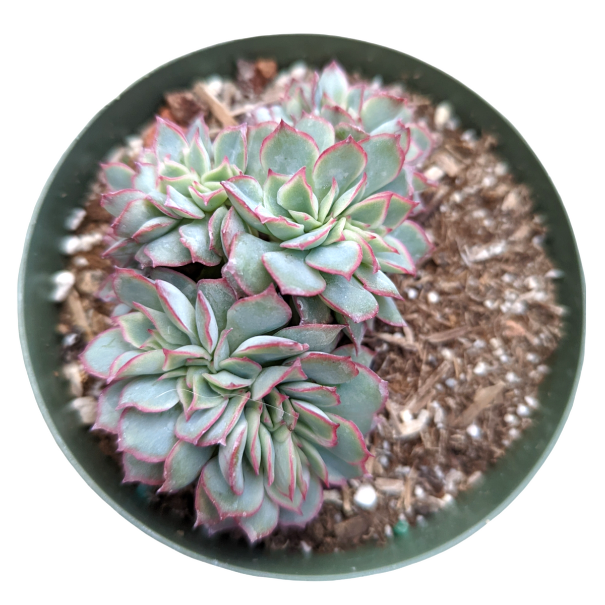 Echeveria pulidonis Crest