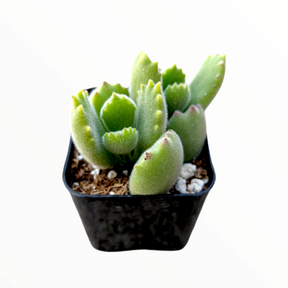 Cotyledon tomentosa Bear's Paw - Succulents Depot