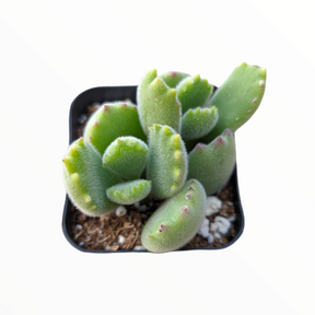 Cotyledon tomentosa Bear's Paw - Succulents Depot