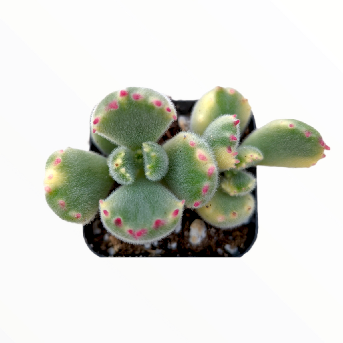 Cotyledon tomentosa Variegated Bear's Paw - Succulents Depot