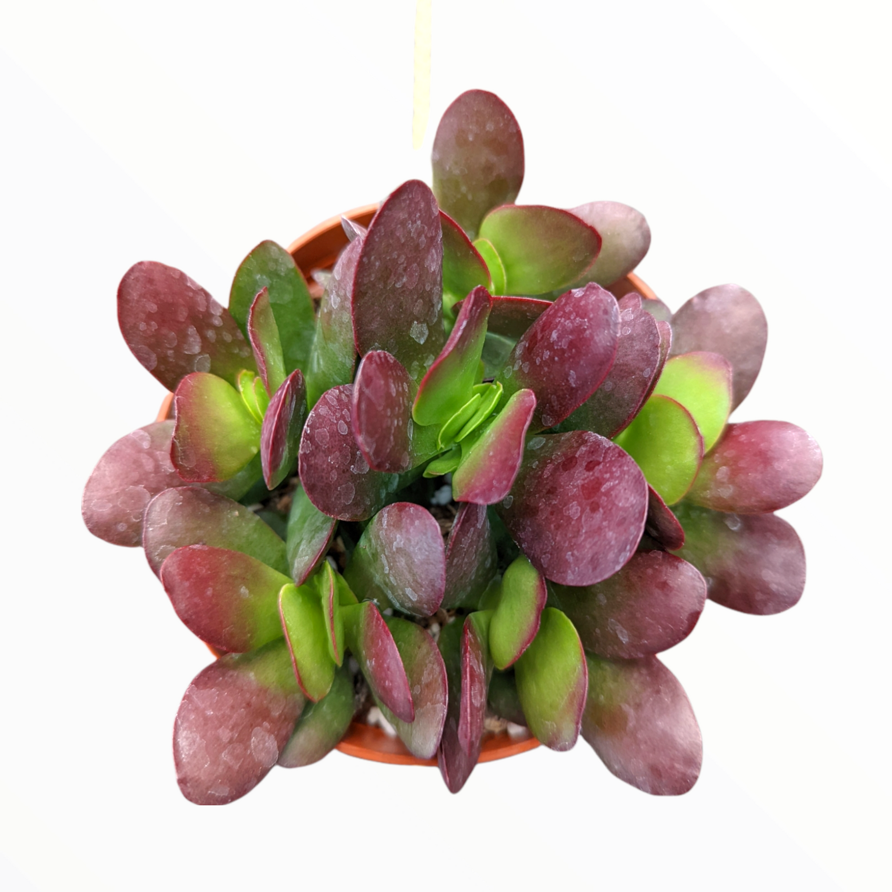 succulent with purple leaves Crassula clavata