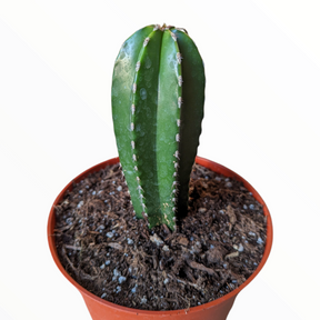 Pachycereus marginatus Mexican Fence Post Cactus