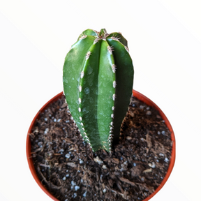 Pachycereus marginatus Mexican Fence Post Cactus