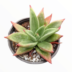 Echeveria agavoides 'Macabeana'