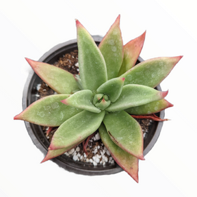 Echeveria agavoides 'Macabeana'