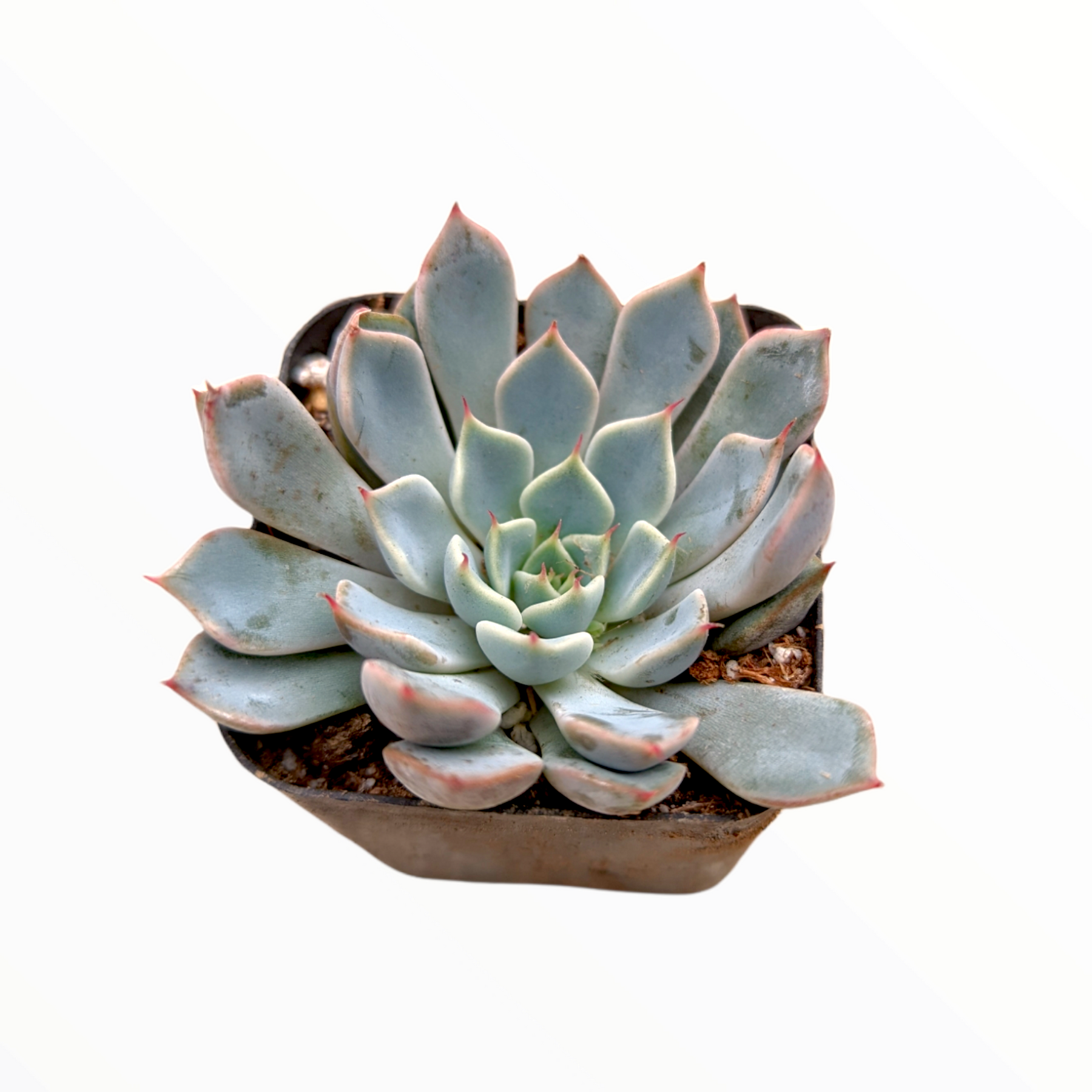 zane succulent Echeveria Pink Zaragosa