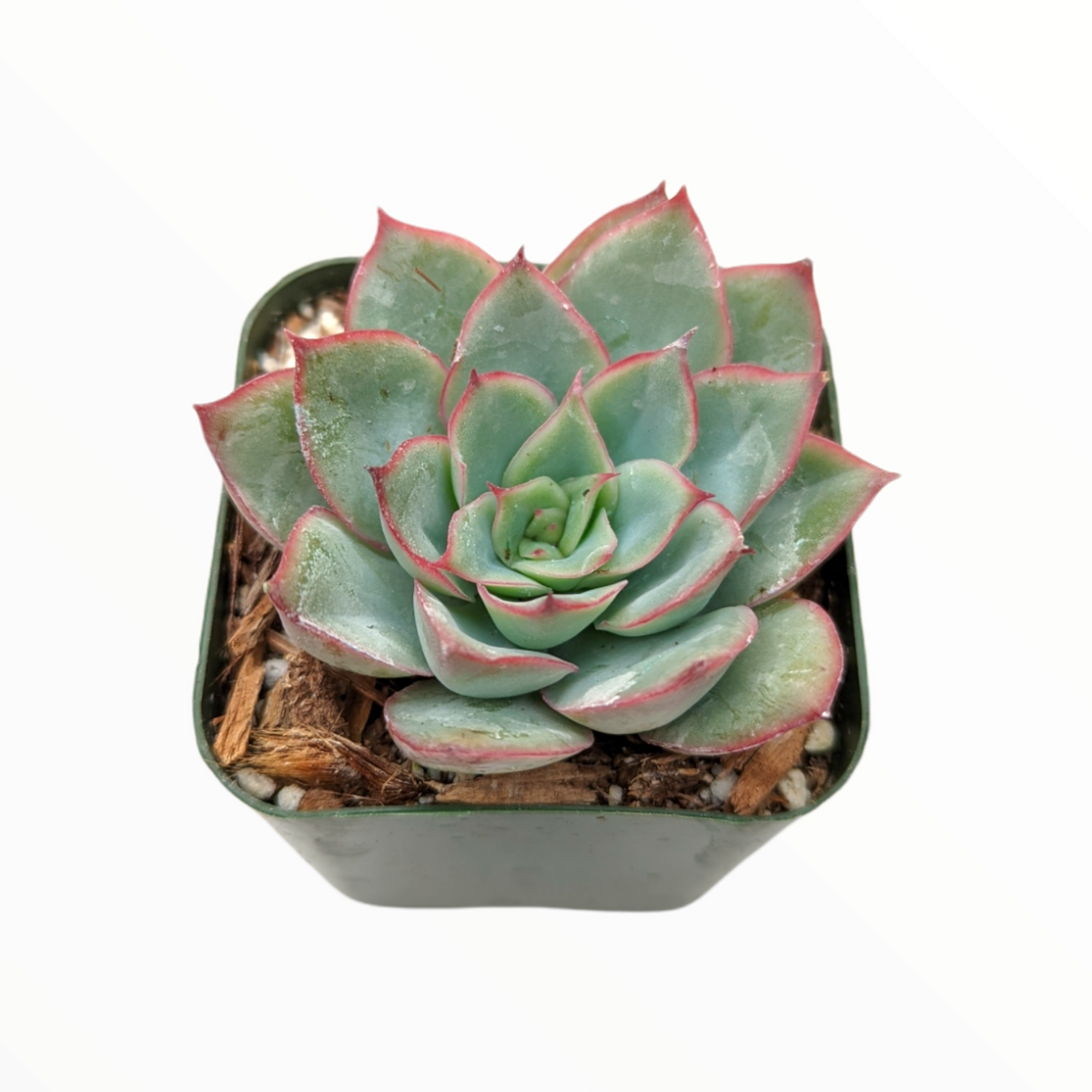 Echeveria pulidonis