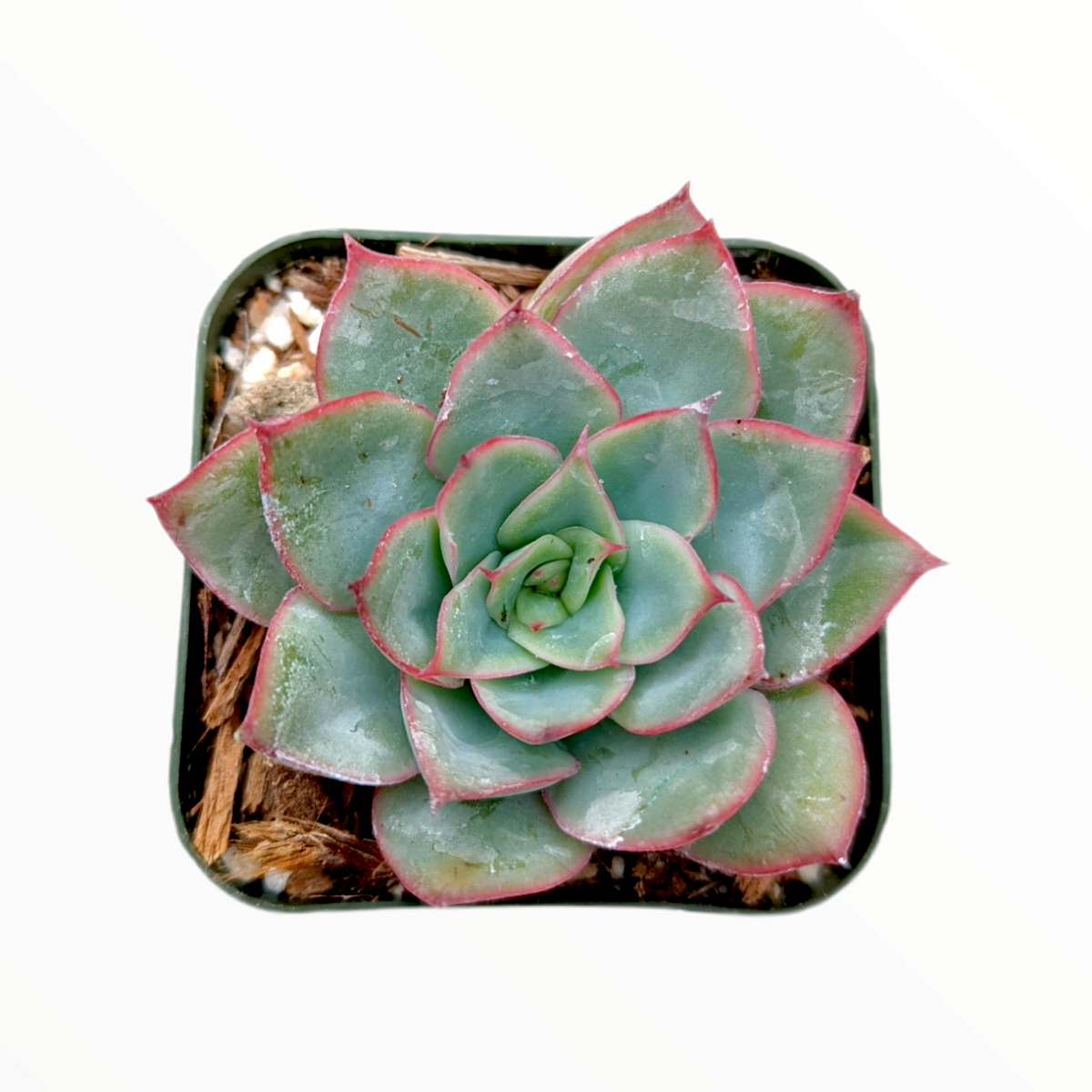 Echeveria pulidonis