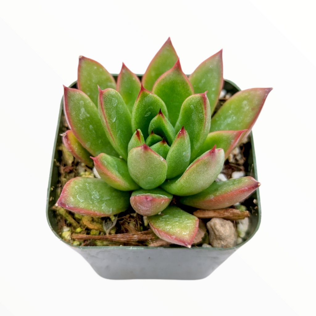 haggai succulent Echeveria agavoides 'Christmas'