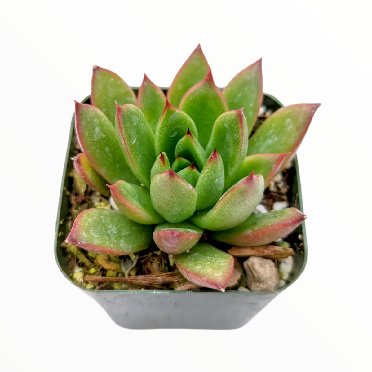 Echeveria agavoides 'Christmas'