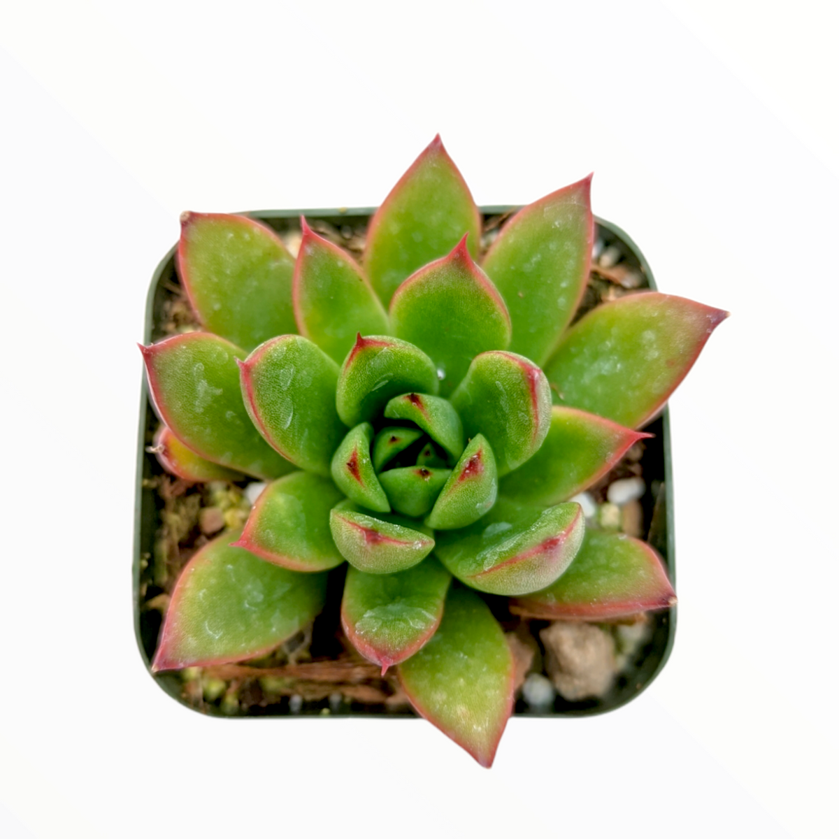 Echeveria agavoides 'Christmas'