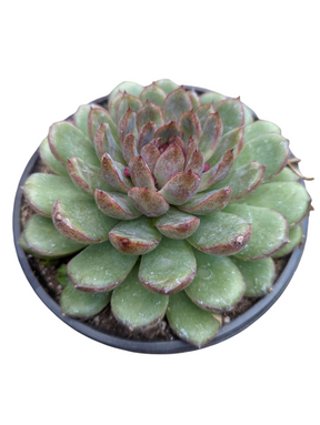 Echeveria Black Rose
