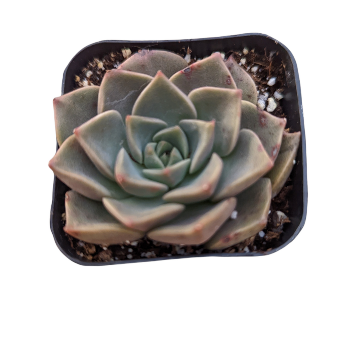 tasha succulent Taciveria tasha 2 Inch
