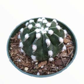 Echinopsis subdenudata 'Fuzzy Navel'