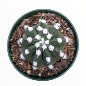 Echinopsis subdenudata 'Fuzzy Navel'