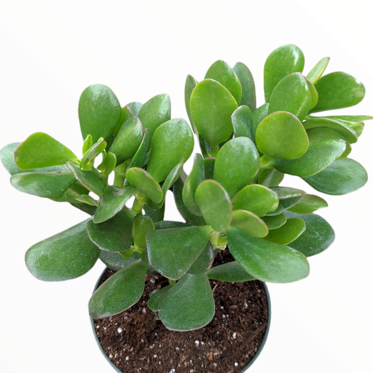 Crassula ovata - Classic Jade