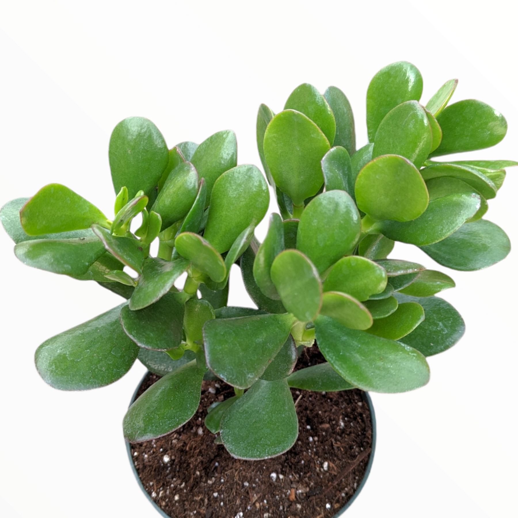 jade plant value Crassula ovata