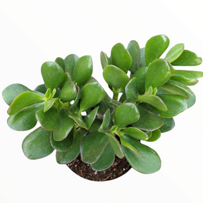 crassula ovata planta jade Crassula ovata